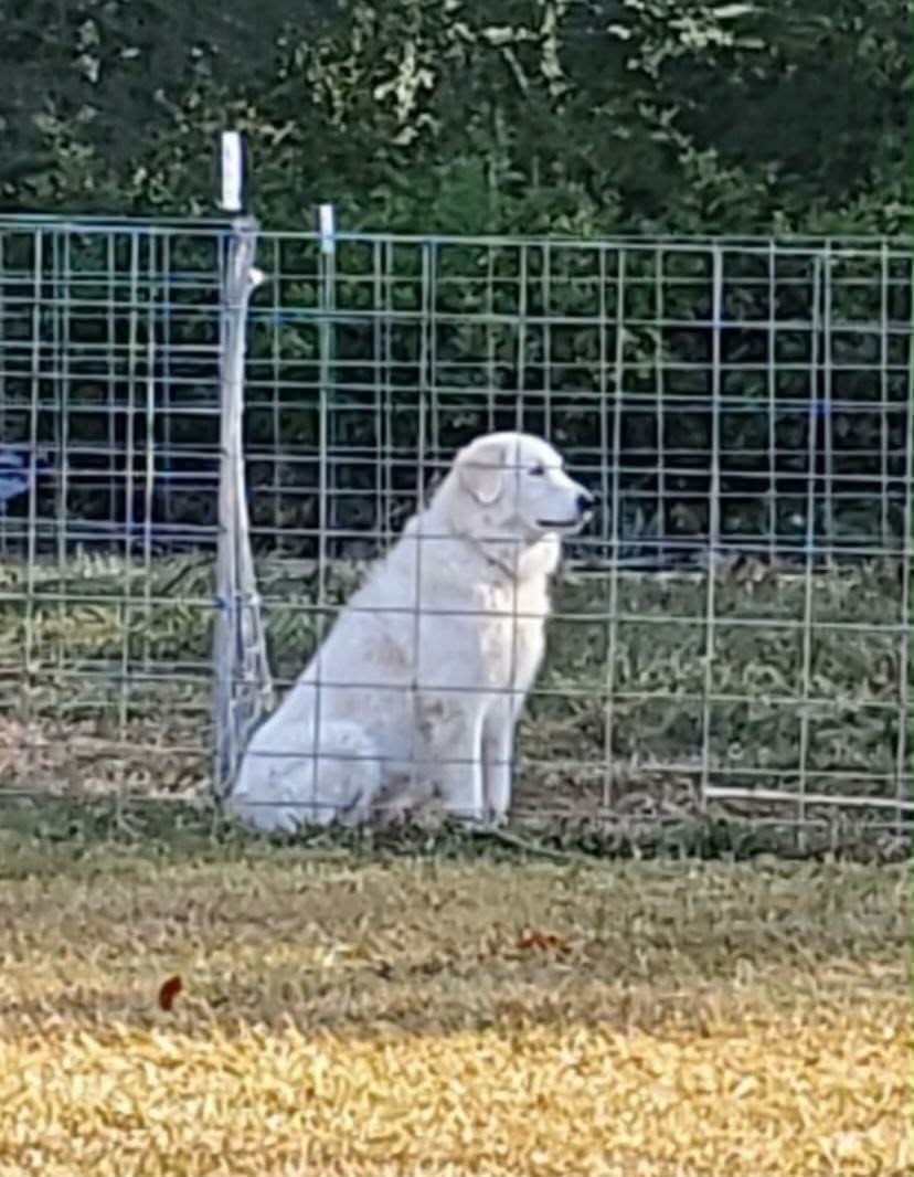 Great Pyrenees
