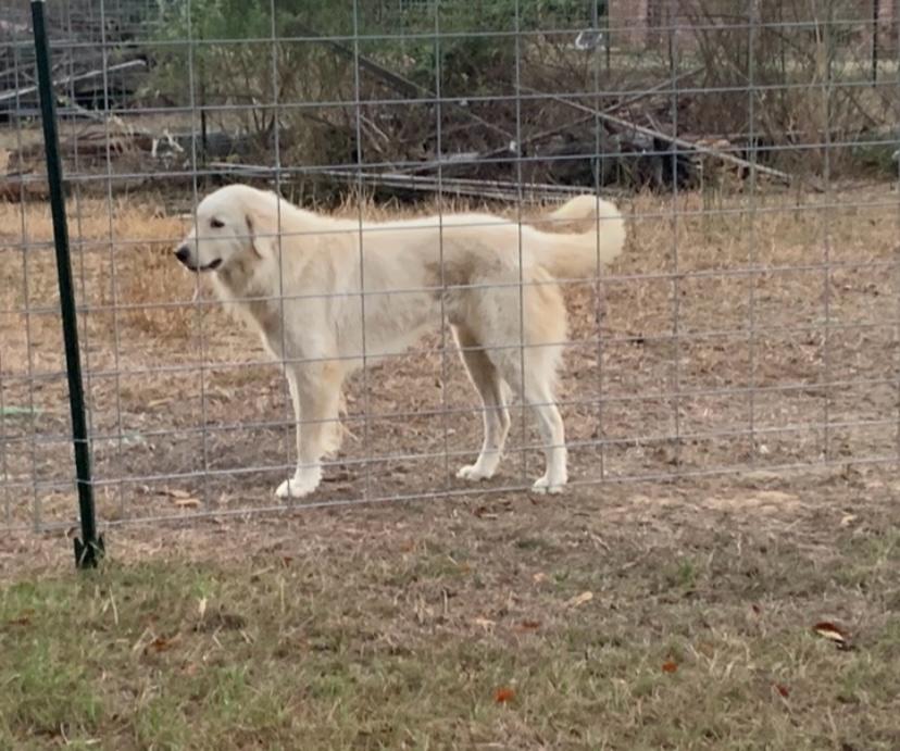 Great Pyrenees photo 2