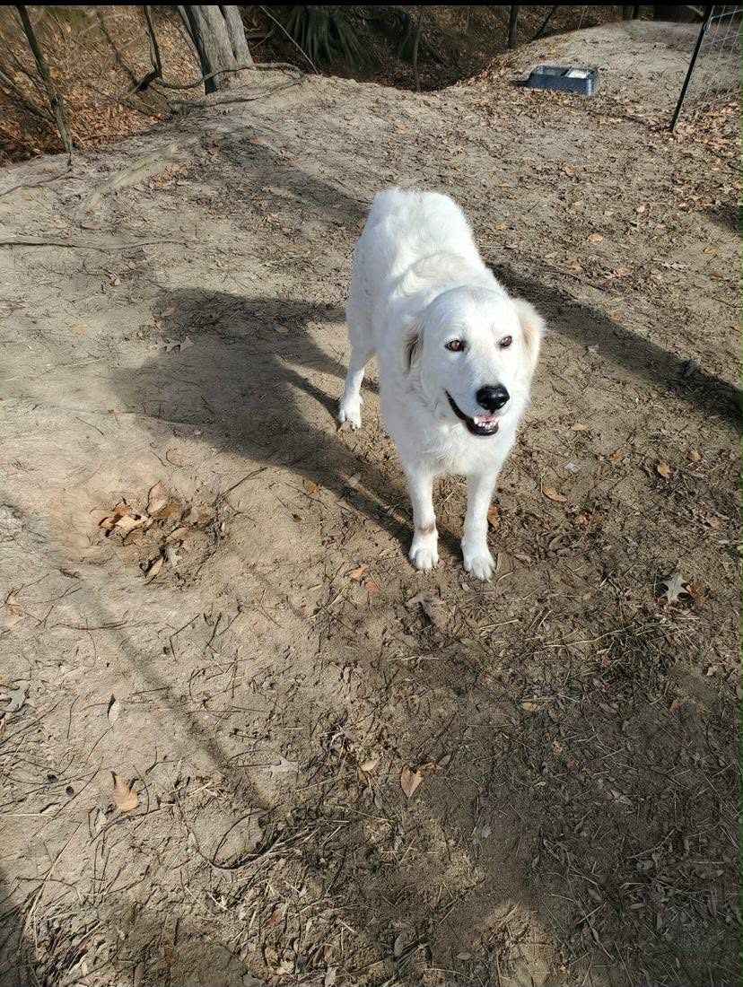 Great Pyrenees photo 3