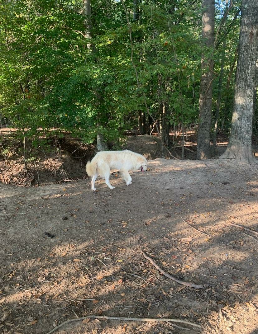 Great Pyrenees photo 4