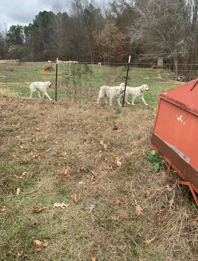 Great Pyrenees photo 5